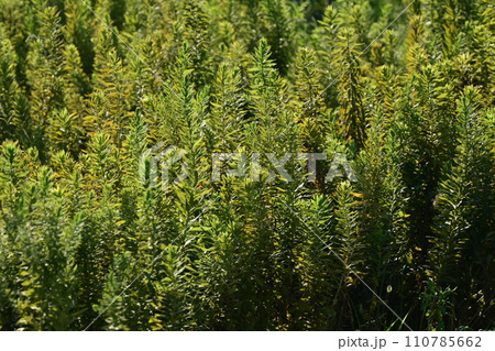 空き地　荒地　雑草　土地　vacant lot 110785662