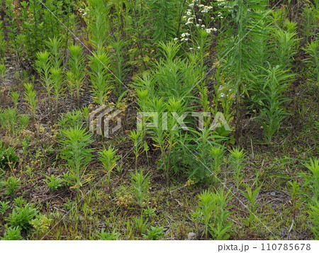 空き地 荒地 雑草 土地 vacant lot 空き地 荒地 雑草 土地 vacant lot 110785678