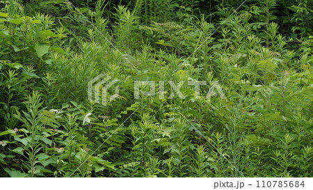 空き地　荒地　雑草　土地　vacant lot 110785684