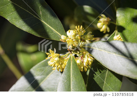 The laurel is noble with yellow flowers in spring. Greek laurel or sweet real laurel is a fragrant evergreen tree or a large shrub with green leaves 110785818