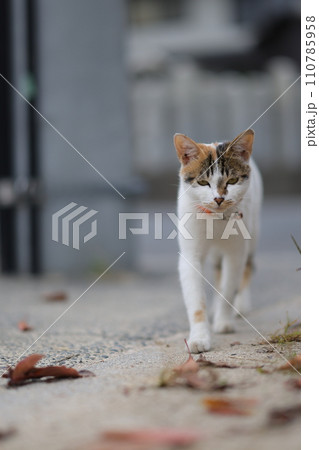 似島の猫 110785958