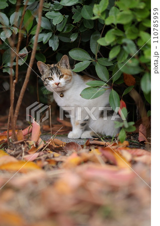 似島の猫 110785959