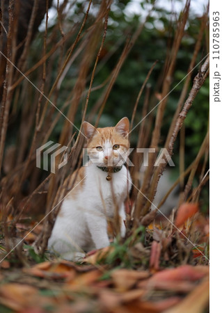 似島の猫 似島の猫 110785963