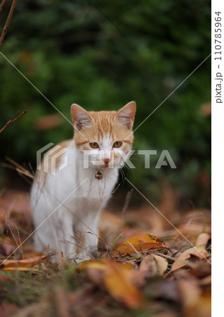 似島の猫 似島の猫 110785964