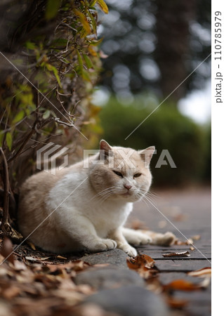 似島の猫 110785979