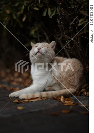 似島の猫 110785981