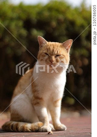 似島の猫 110786005