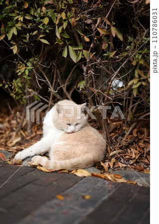 似島の猫 110786031
