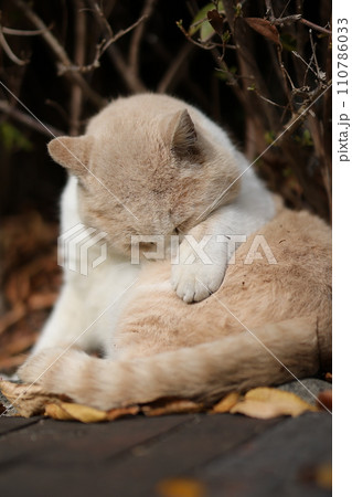 似島の猫 110786033