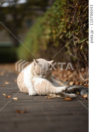 似島の猫 110786043