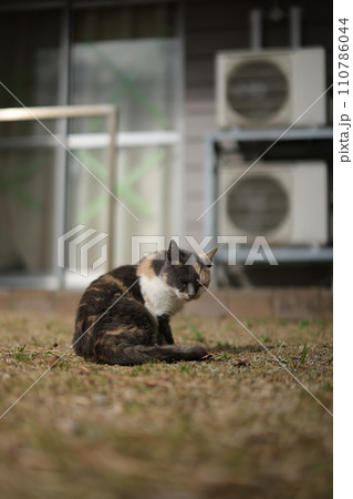 似島の猫 似島の猫 110786044