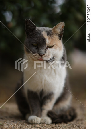 似島の猫 110786049