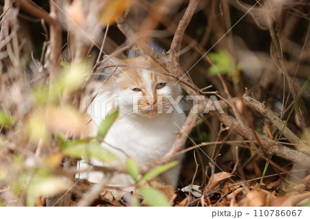 似島の猫 似島の猫 110786067