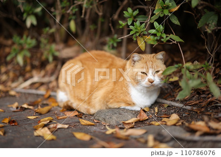 似島の猫 110786076
