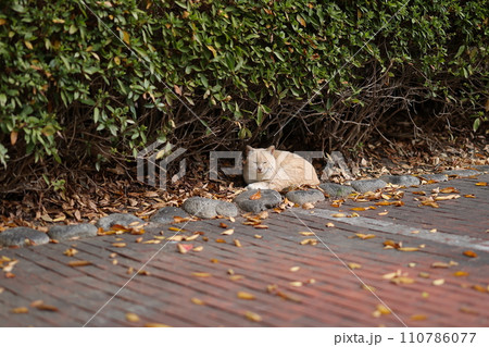 似島の猫 似島の猫 110786077