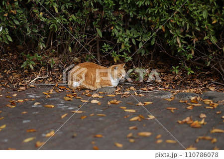 似島の猫 似島の猫 110786078