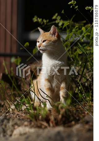 似島の猫 110786079