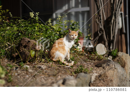 似島の猫 110786081