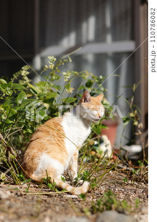 似島の猫 110786082