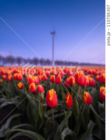 A field of tulips during sunset. A wind generator in a field in the Netherlands. 110786307