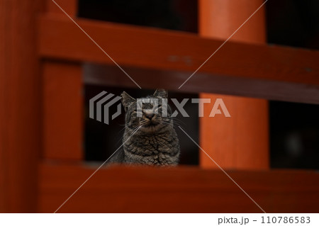 竜泉寺の猫 110786583