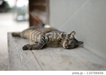 竜泉寺の猫 110786608