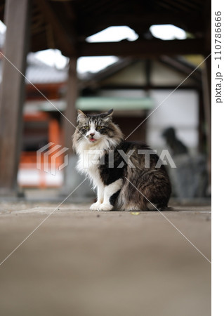 竜泉寺の猫 110786666