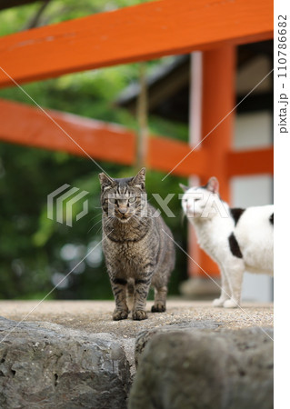 竜泉寺の猫 竜泉寺の猫 110786682