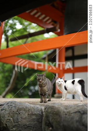 竜泉寺の猫 110786683