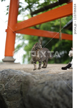 竜泉寺の猫 竜泉寺の猫 110786684