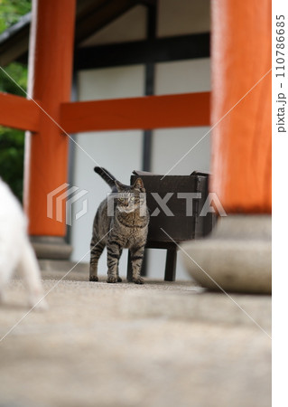 竜泉寺の猫 110786685
