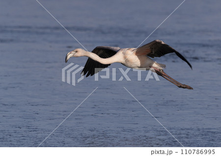 Flying juvenile greater flamingo (Phoenicopterus roseus) at  Wolderwijd in Zeewolde, the Netherlands 110786995
