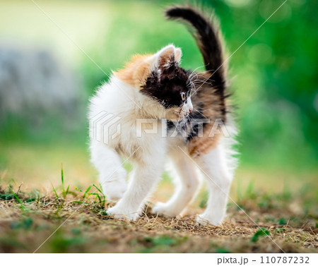 Little furry kitten 110787232