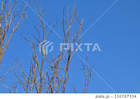 冬イメージ(winter image) 冬イメージ(winter image) 110787334