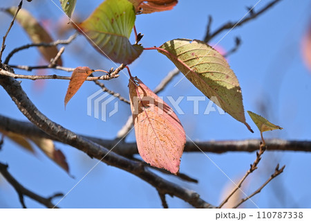 冬イメージ(winter image) 110787338