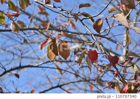 冬イメージ(winter image) 110787340