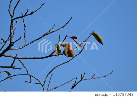 冬イメージ(winter image) 冬イメージ(winter image) 110787342