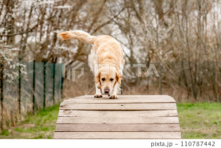 Golden Retriever dog on a training area Golden Retriever dog on a training area 110787442