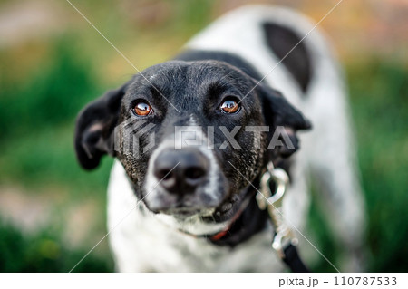 White-gray and black dog walking White-gray and black dog walking 110787533