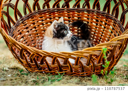 Little kitten lying in a basket 110787537