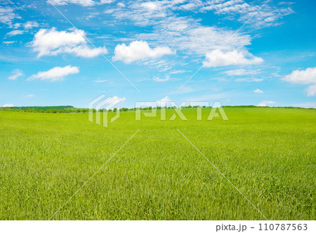 Young wheat stalks in summer field and blue sky. 110787563