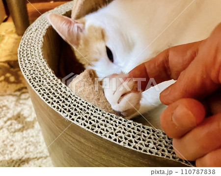 丸い寝床の中で小さく握手する茶白の猫 110787838