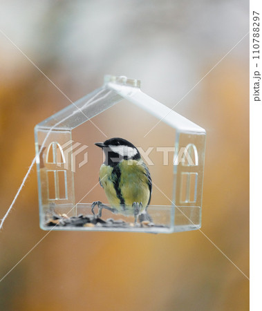 tits and sparrows, bird feeder on window. transparent cute feeder with food for wild animals. tits and sparrows, bird feeder on window. transparent cute feeder with food for wild animals. 110788297
