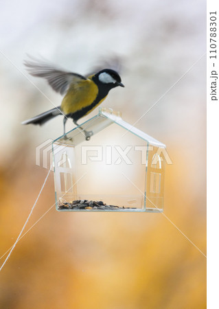 tits and sparrows, bird feeder on window. transparent cute feeder with food for wild animals. tits and sparrows, bird feeder on window. transparent cute feeder with food for wild animals. 110788301