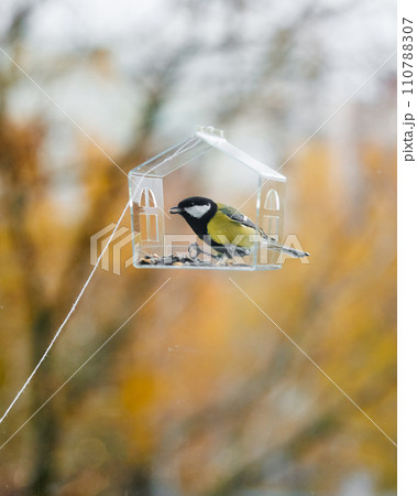 tits and sparrows, bird feeder on window. transparent cute feeder with food for wild animals. tits and sparrows, bird feeder on window. transparent cute feeder with food for wild animals. 110788307