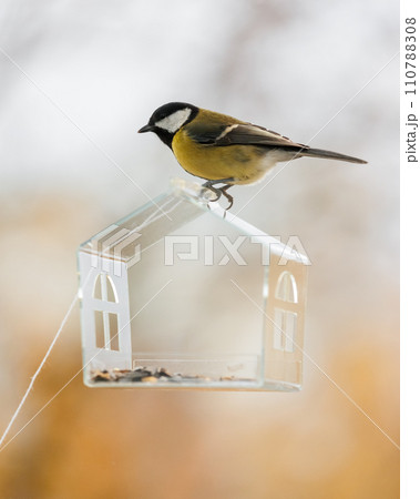 tits and sparrows, bird feeder on window. transparent cute feeder with food for wild animals. tits and sparrows, bird feeder on window. transparent cute feeder with food for wild animals. 110788308