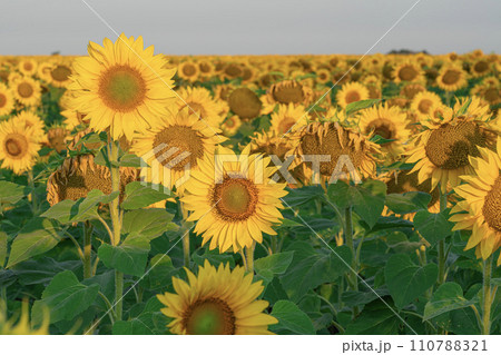 sunflower and a field of sunflowers on a blue sky background sunflower and a field of sunflowers on a blue sky background 110788321