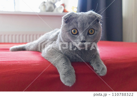 smoky lop-eared cat on a red bed smoky lop-eared cat on a red bed 110788322