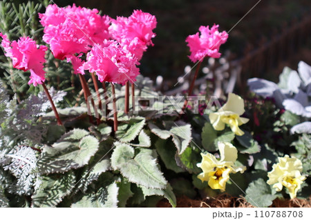 変わり咲きシクラメンの寄せ植え 変わり咲きシクラメンの寄せ植え 110788708