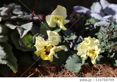 種から育てたフリルパンジーの寄せ植え 110788709